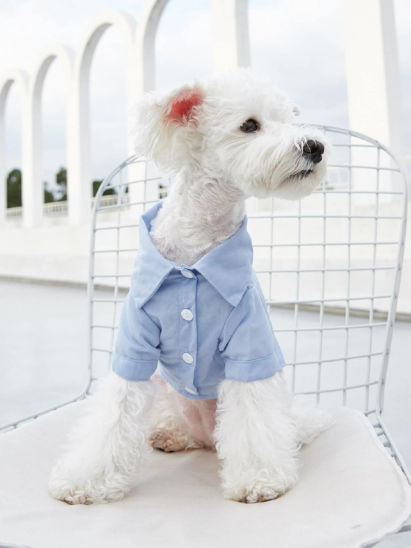 Modrá košela pre psa